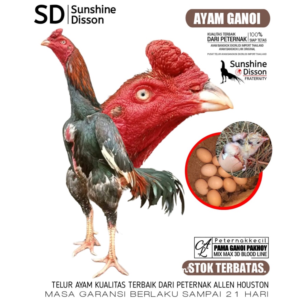 ayam bangkok ganoi asli mix max pakhoy super brutal patok punggung telur fertil allen houston