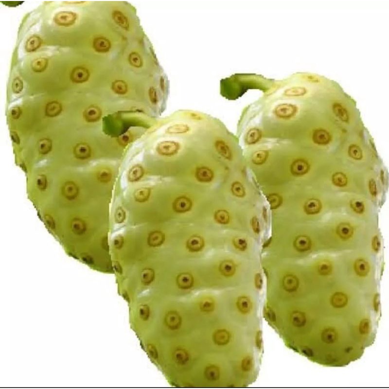 

BUAH MENGKUDU SEGAR | MENGKUDU HERBAL (1KG)