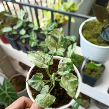 Syngonium Green Splash