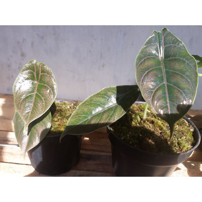 Alocasia azlani