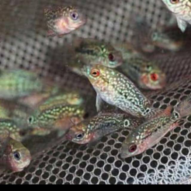 Louhan kamfa short body lohan kamfa burayak ukuran 2 sampai 4 cm