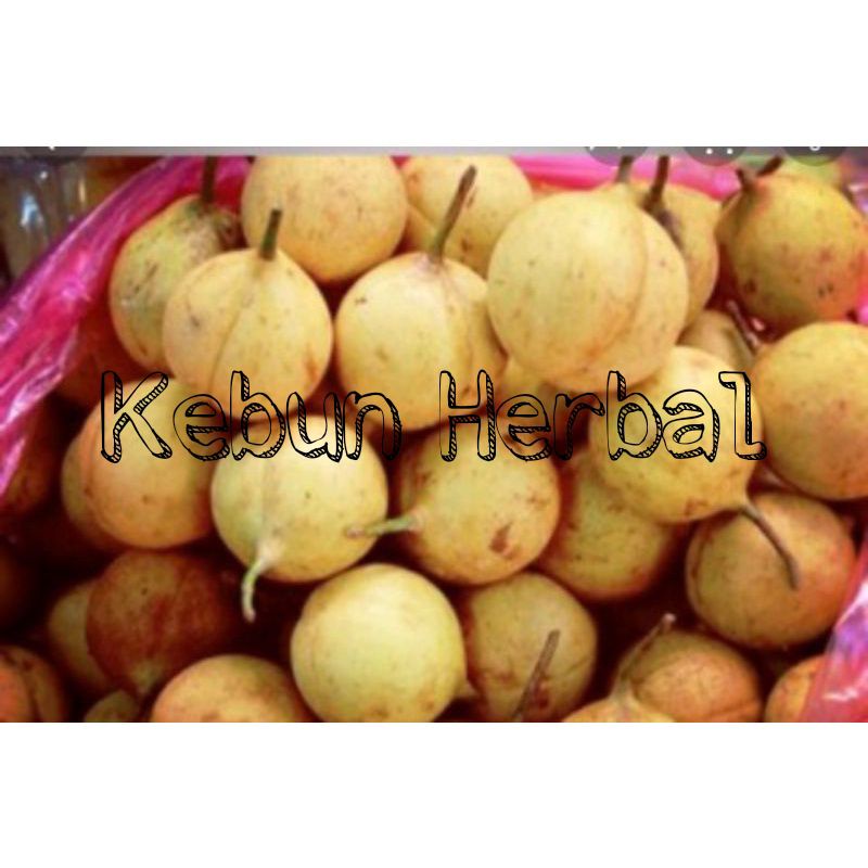 

Buah Pala Segar/Pala Muda Langsung Petik 1kg