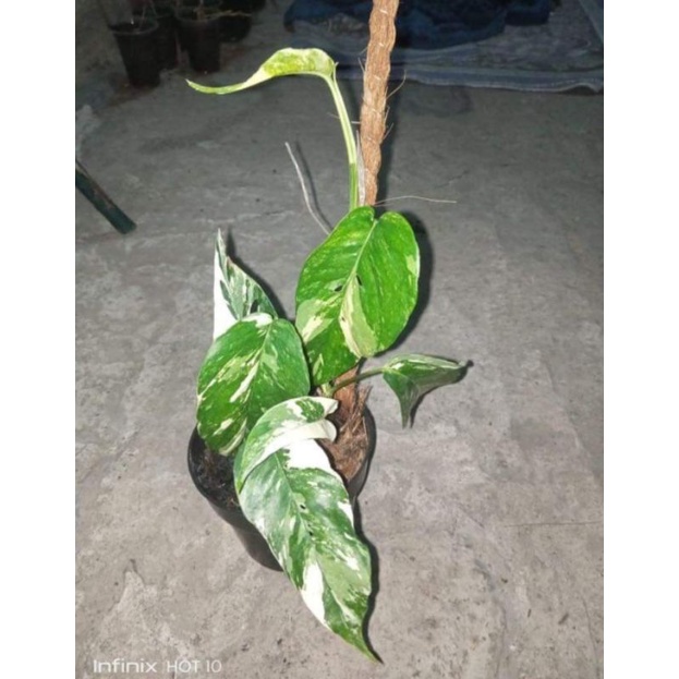 epipremnum pinnatum variegata