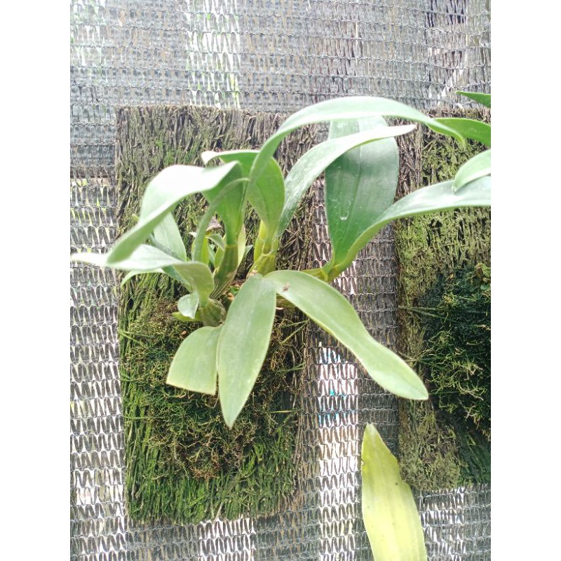 Dendrobium Spectabile