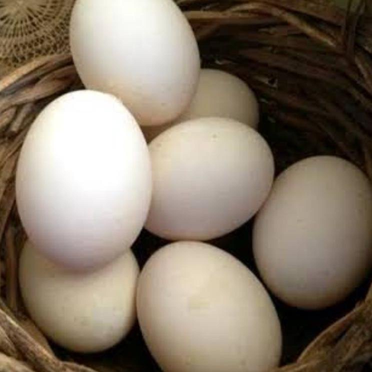 

[KODE DFND8] telur ayam bangkok fertil asli petarung per 1 butir