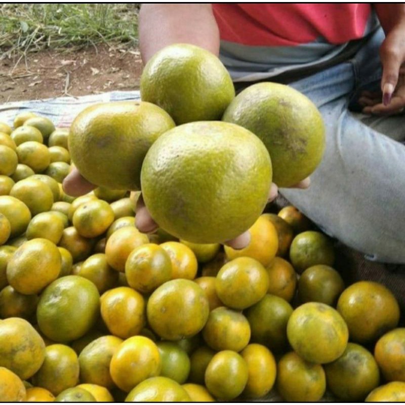 

Jeruk Peras Segar 1kg