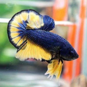 

Ikan cupang mustard gas (buy 3 get 1)