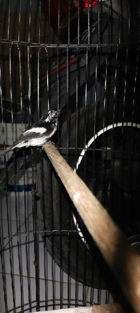 Burung Decu Kembang Jawa Jantan Bahan Shopee Indonesia