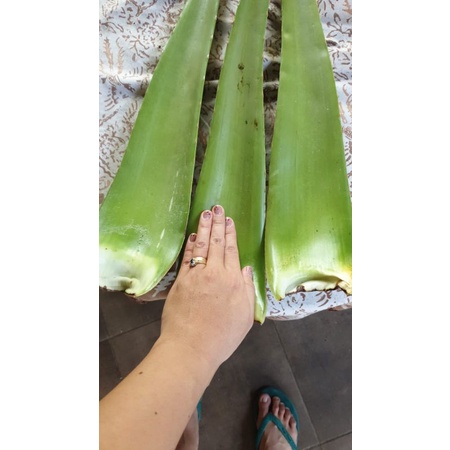 

pelepah lidah buaya