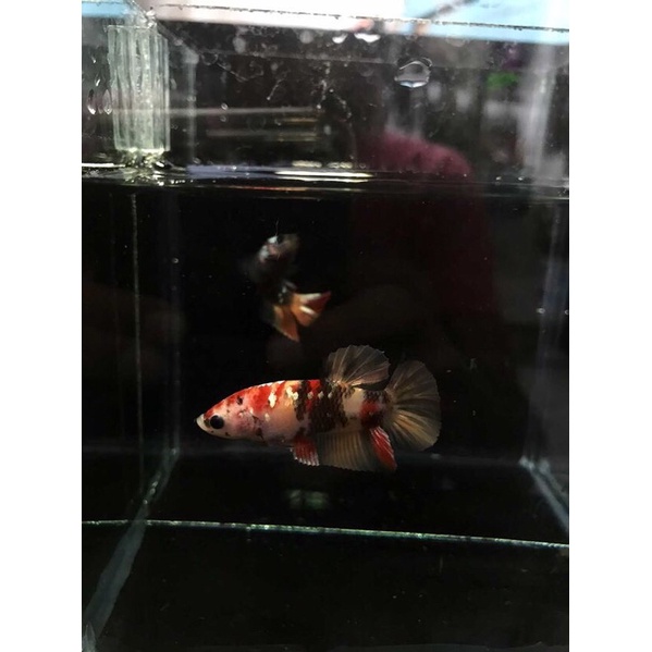 Ikan Cupang Nemo Copper