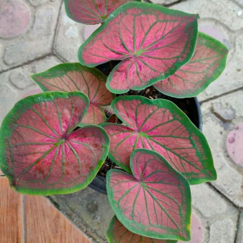(UMBI) Caladium Tambuna