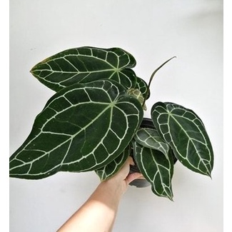 Anthurium crystallinum / Pohon kuping gajah - tanaman hias kuping gajah -Tanaman hidup bunga hias hi