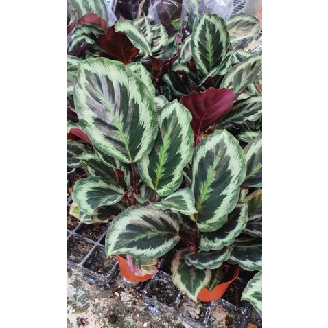 Tanaman Hias Calathea Marion Calathea Import Motif Cantik Calathra Terawat Segar