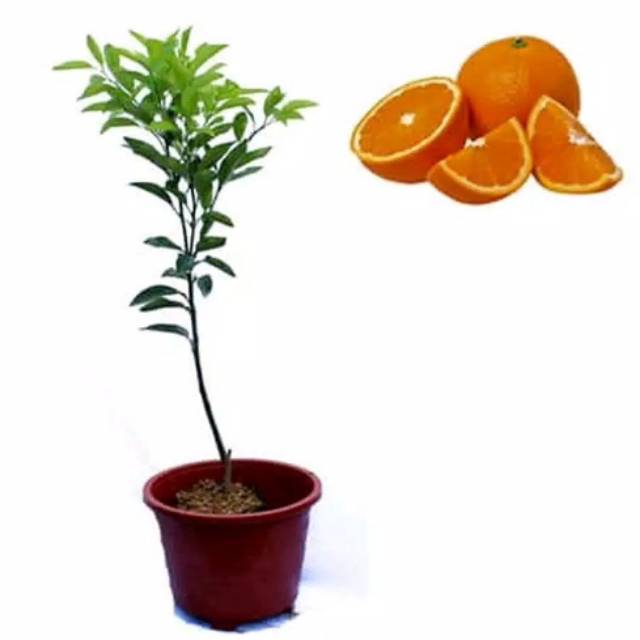 Bibit jeruk sankis okulasi