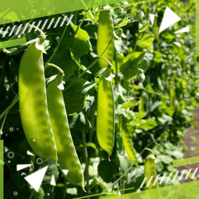 Gudange Benih Kapri TAICHUNG F1 Organik (ercis /snow pea)