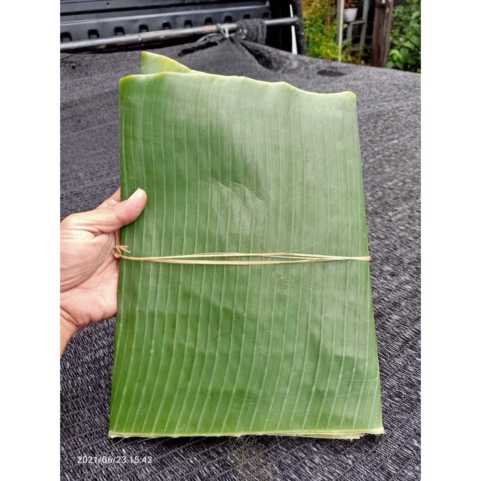 

Daun Pisang Batu - Daun Pisang