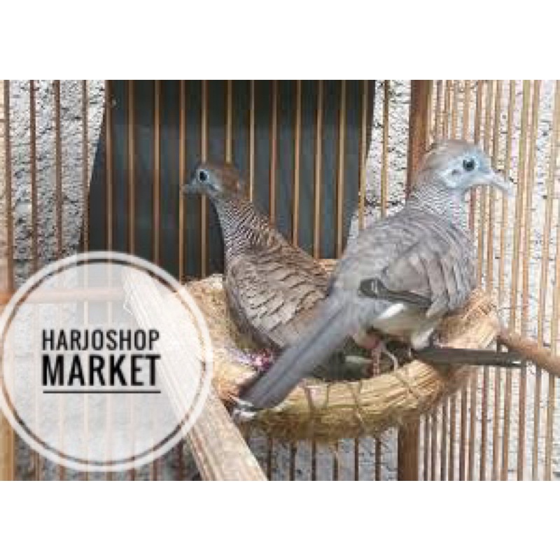 BURUNG PERKUTUT BANGKOK SEPASANG SIAPAN JANTAN DAN BETINA