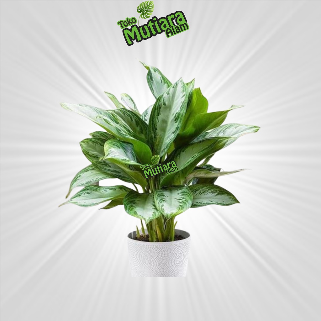 Aglonema silver blanceng sri rejeki dewasa mutiara alam