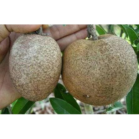 craf Bibit Tanaman Buah Sawo Malaysia Jumbo Ciku Mega