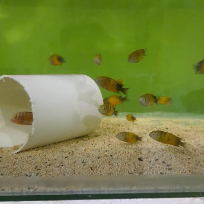 Promo Cichlid Tropheus Bemba Cichlid