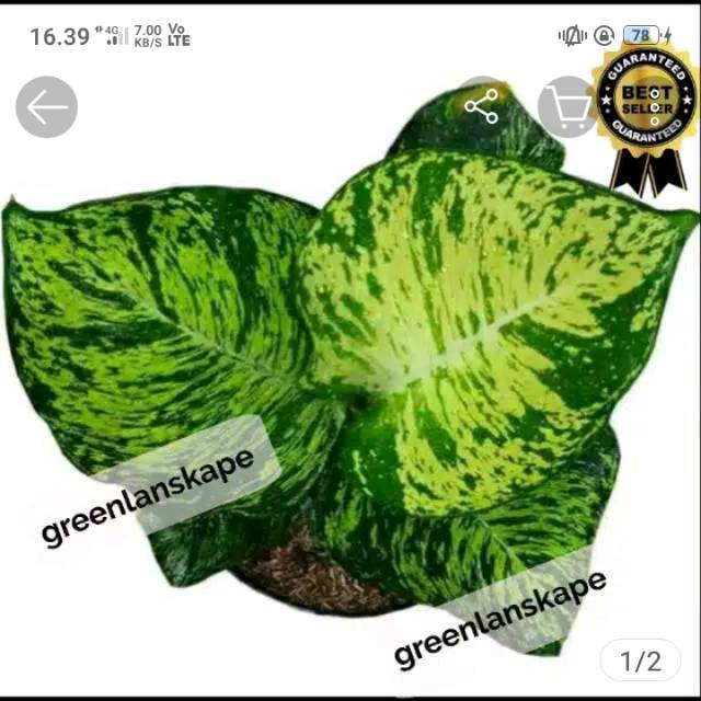 Tanaman hias aglonema anggun ayu