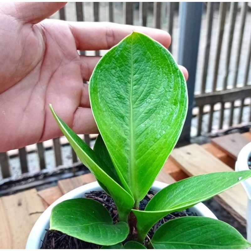 Tanaman hias jemani cobra mangkok