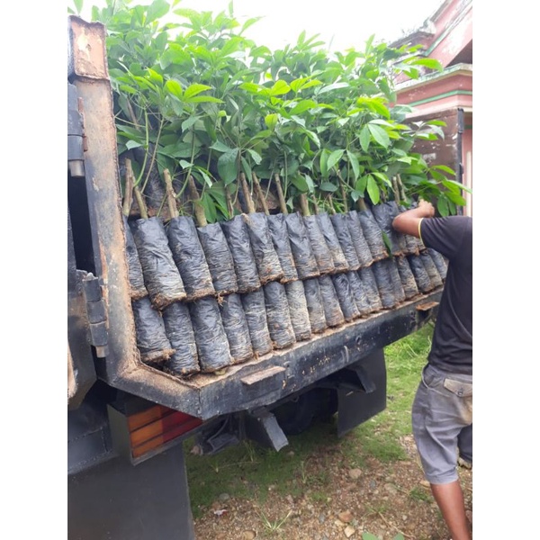 bibit karet unggul IR44