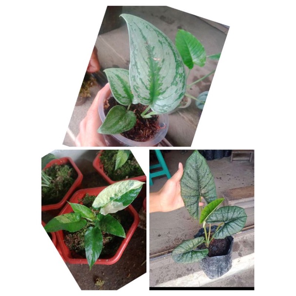 paketan Lebih murah 3 jenis scindapsus silver flash , bonggolan bisma,homalomena varigata | sp borne