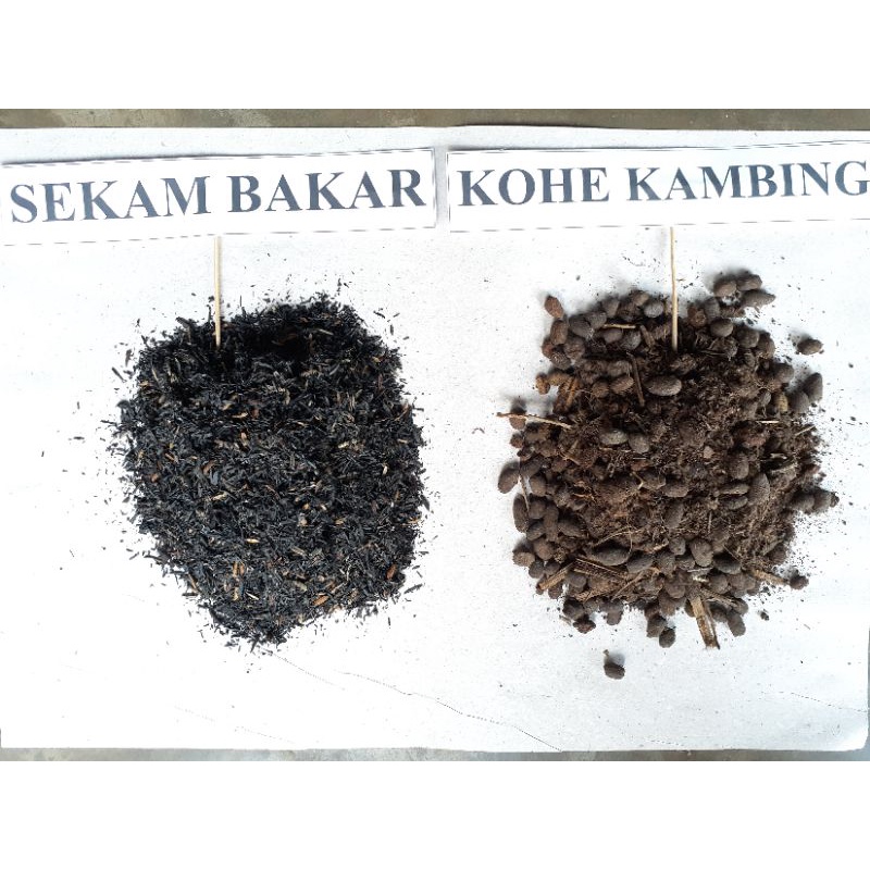 Sekam Bakar Plus Kohe Kambing