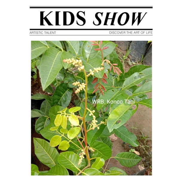 Jual Bibit Kelengkeng Matalada Cepat Berbuah / Kondisi Sedang berbuah  Bibit kelengkeng Mata Lada 