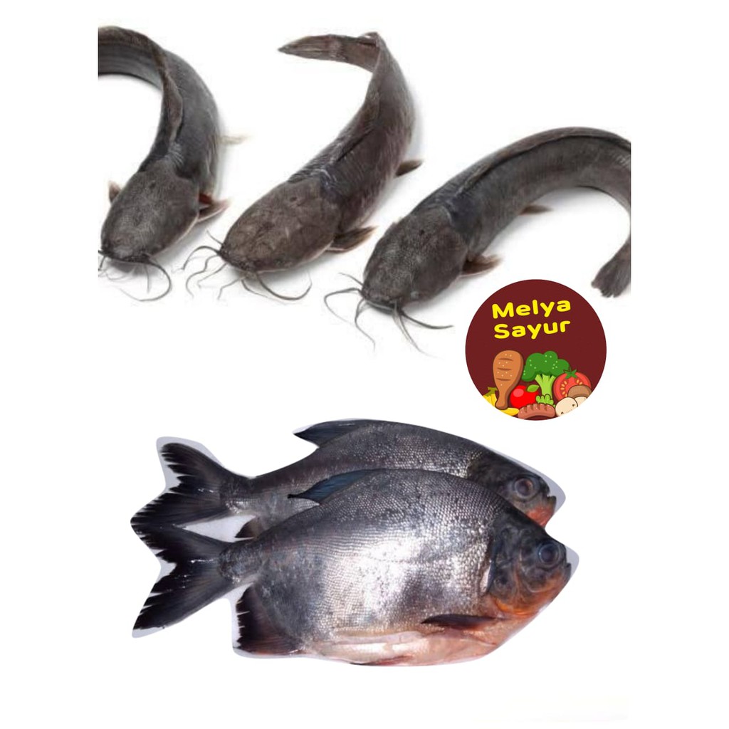 

ikan segar - Ikan lele segar murah 500gr / Ikan bawal segar murah 500gr melyasayur