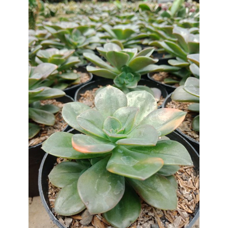 Sukulen Echeveria Chroma - Sukulen Kurma - Sukulen Bandung