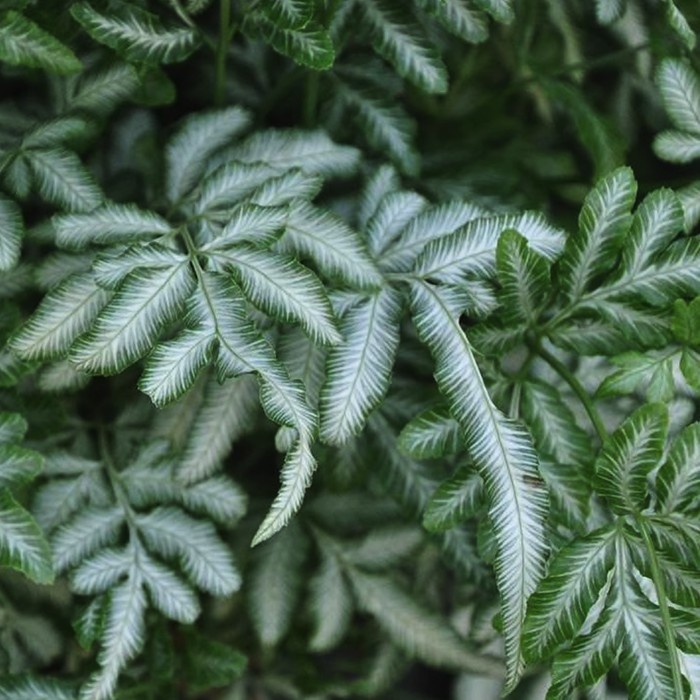 Pteris var. albolineata - Tanaman hias hidup / silverback fern