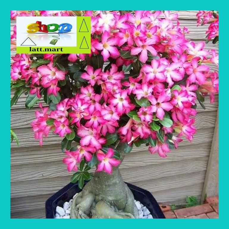 

Yu04Yts Bibit / Benih / Seeds Bunga Adenium Obesum Mix Flower Yul0F40Ul