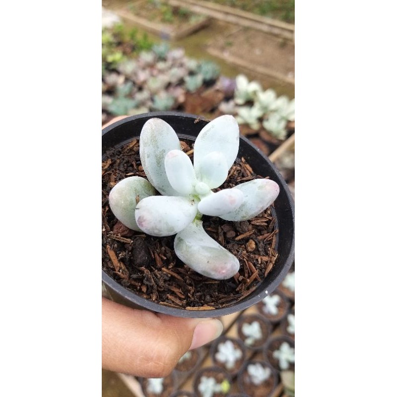 Sukulen Moonstone Pachyphytum Oviferum