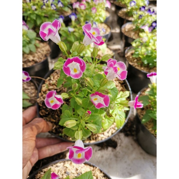 Mata Kucing Pink bibit -Tanaman Hias Bunga Torenia Pink - BAKUL KEMBANG