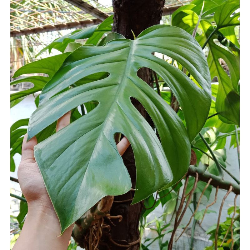 Daun Monstera Asli Decor Dekorasi Tanaman Hias Air