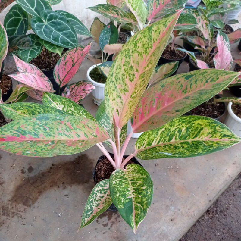 aglonema bigroy jumbo menor murah