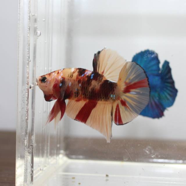 ikan hias ikan cupang hias ikan cupang nemo