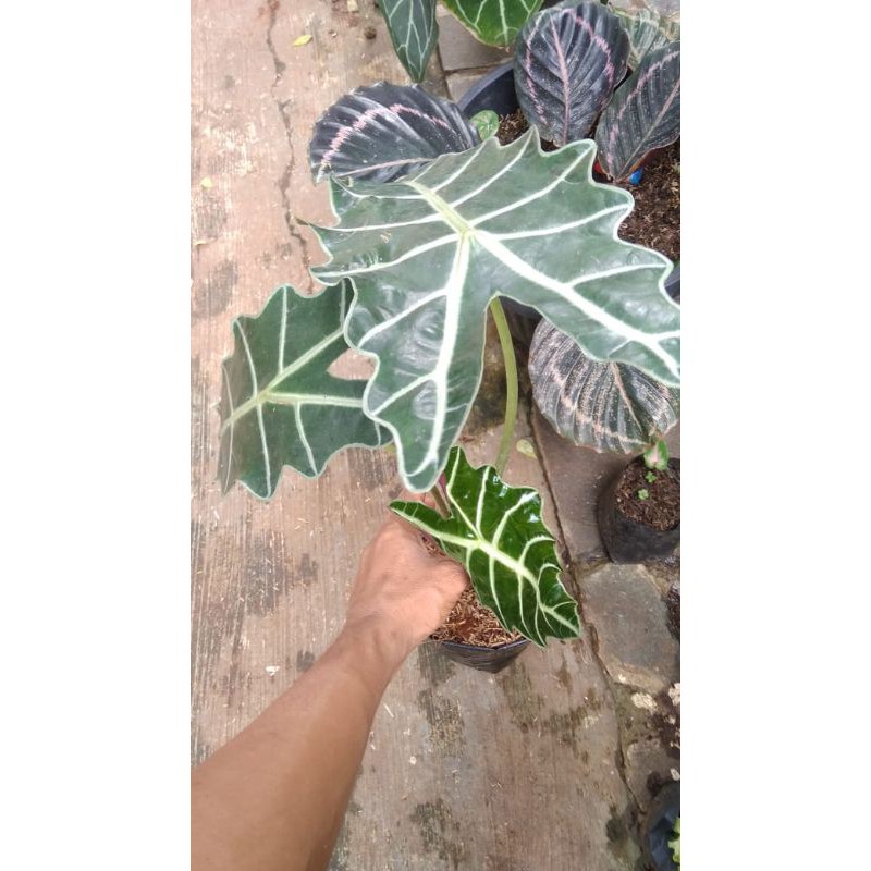 tanaman hias keladi amazon /caladium amazone besar