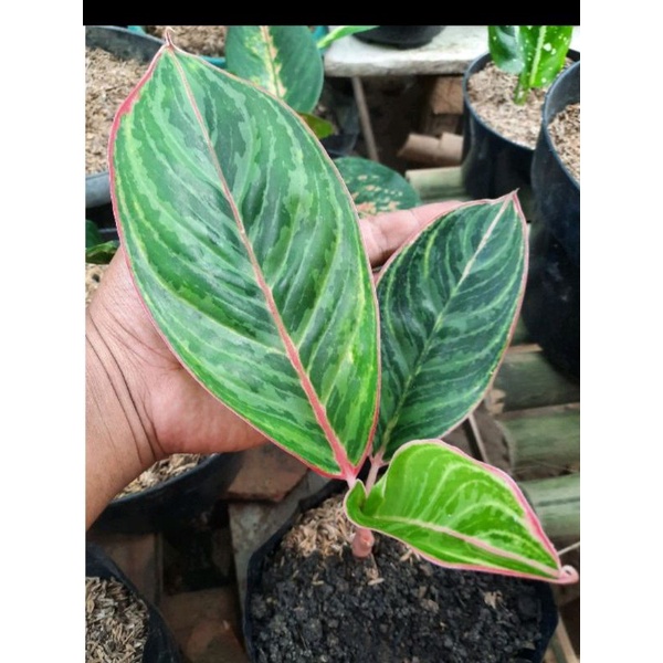 Aglonema Lipstik Flaminggo
