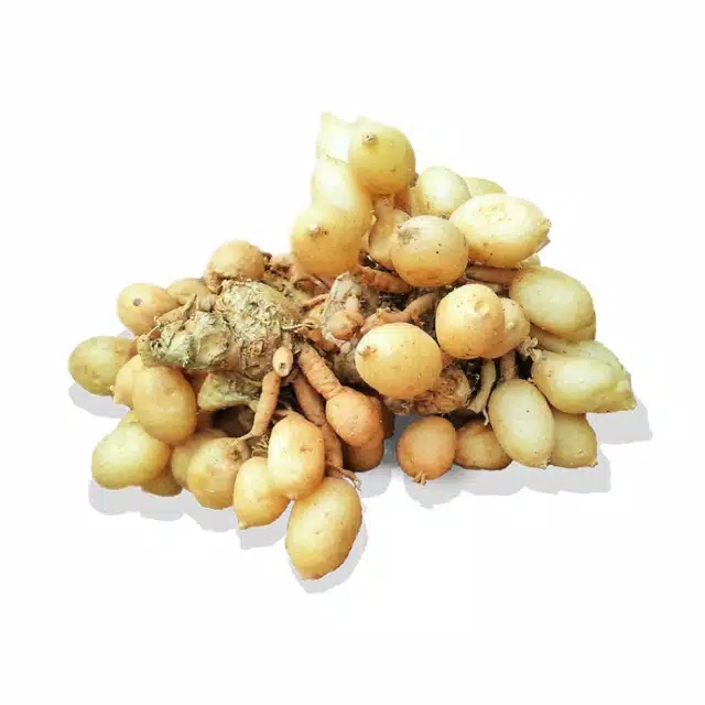 KUNYIT PUTIH 1KG-BUAH KUNYIT PUTIH SEGAR-KUNCI PEPET-KUNYIT GOMBYOK