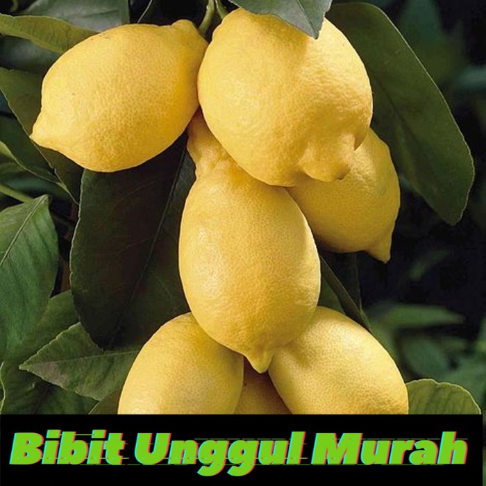 Bibit jeruk lemon eureka