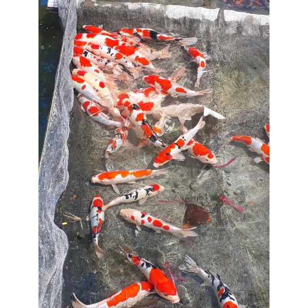 Ikan koi Blitar size 15-25cm
