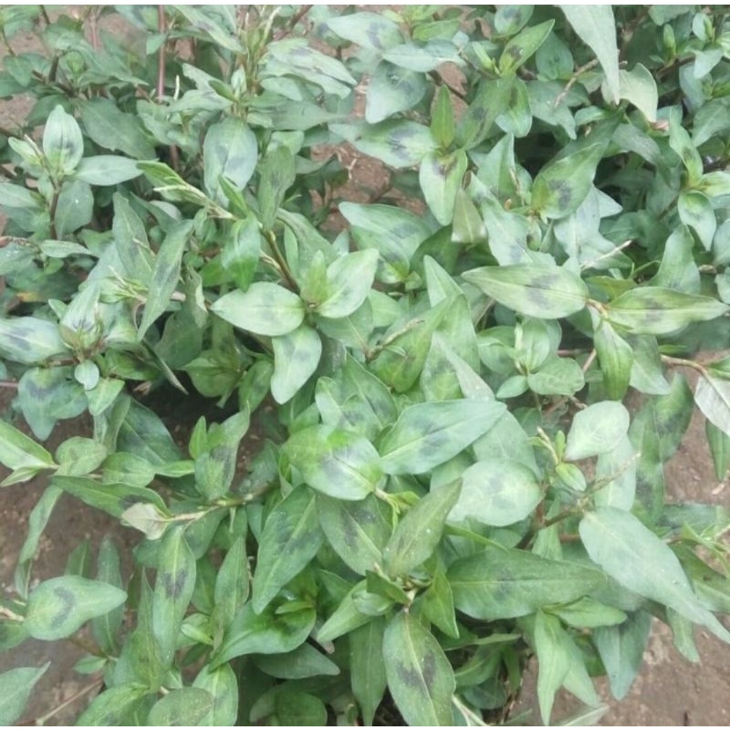 

Daun laksa/daun kesum