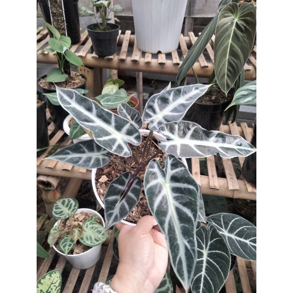 Tanaman Hias Alocasia Bambino