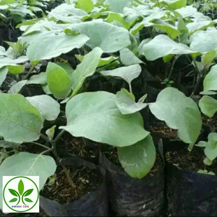 Bibit Tanaman Buah Terong Ungu/Pohon Terong Ungu/Terong Ungu Panjang