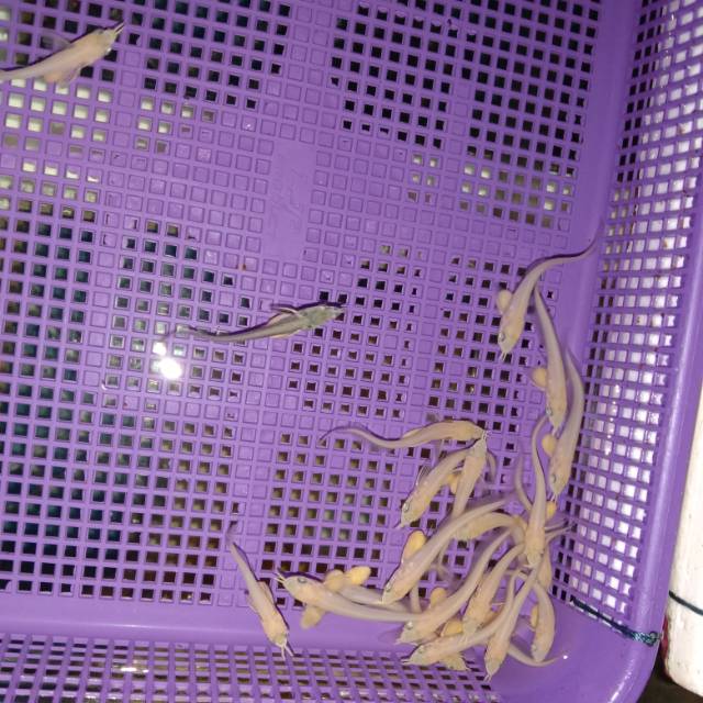 a4aqr8jjoyi0bbsld5iz9hnfklh9