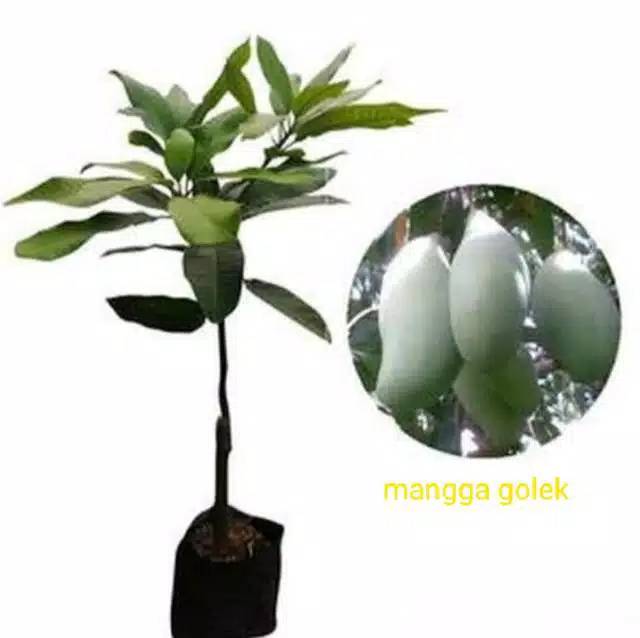 Aneka Bibit Mangga golek Hasil Okulasi