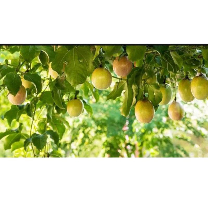 

BUAH MARKISA FRESH DAN SEGAR 1KG
